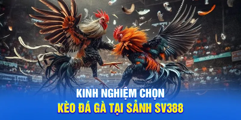 Kinh nghiệm chọn kèo đá gà tại sảnh SV388